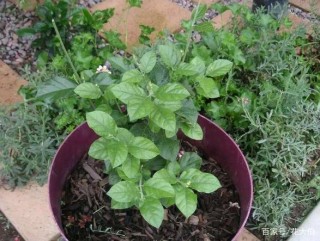 居家養花：希望植物開花多、色澤豔麗，當盆栽這3款月季！