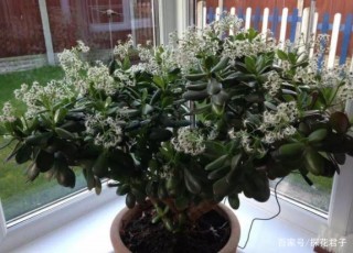 正逢春天養花季，籌備點松針、陶粒，盆栽植物省錢又實用