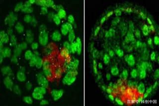 生物學家在小鼠基因組中發現新的印記基因