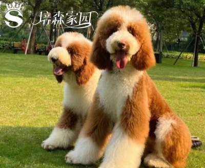 優雅與聰慧並存的“巨無霸泰迪”_主人_訓練_毛發