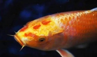 3條觀賞魚，你喜歡哪條，測測上半年你會撞上什麼大運