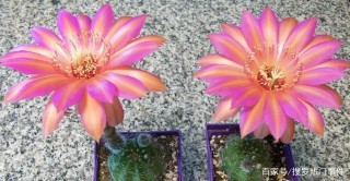 9類很容易養開花的仙人掌植物，適合盆栽