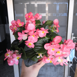 往陽台養花，就養一盆“花仙子”，十分耐曬，還可以四季開花_秋海棠
