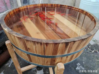 夏季養魚，觀賞魚沒有了春秋兩季的煩惱，又多了很多新病