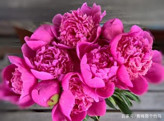 4大星座，12月中旬，書寫前緣，桃花扶搖直上，舊愛和好如初