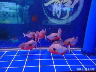 別再詢問，觀賞魚的消炎藥到底是什麼藥了，我都不好意思說了
