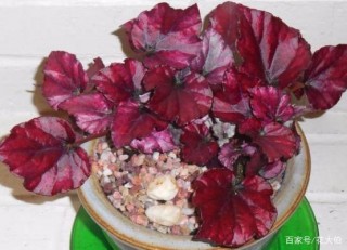 夏末養花：擔心黑腐化水、黃葉爛根問題？盆栽植物當注重3細節