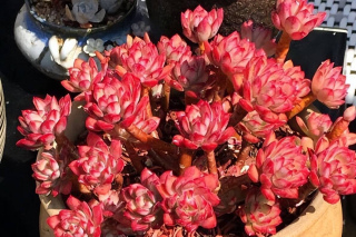 多肉紅稚蓮和小叮當錦，長相相似各有千秋，你更喜歡哪種？