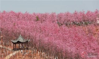 「高清組圖」昆明宜良櫻花谷成鄉村旅遊靚麗新名片