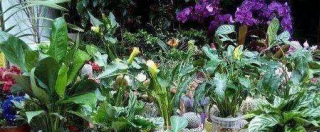 這“4種”植物，好看又好養，家裏養1盆，能去除異味，比香水還香