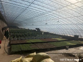 帶你一起去參觀盆栽蔬菜基地