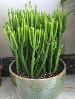 這種綠植是天然的空氣凈化器，觀賞性非常強，一棵能活上「百年」