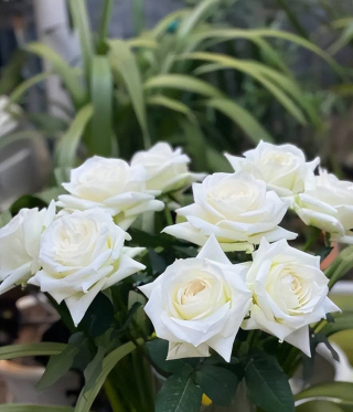 分享5種經典的白色月季，每一種都高雅純潔，你家養過幾種？_開花_養護_種植