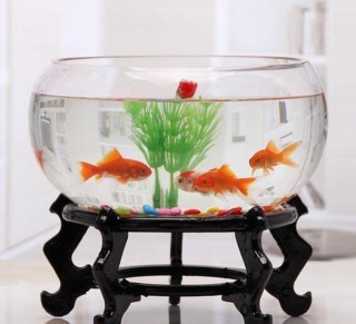 你不得不看的飼養觀賞魚的風水學問