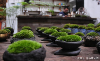 秋末要狠下心給這4樣盆栽“剪花枝”，不然過冬難，來年不開花