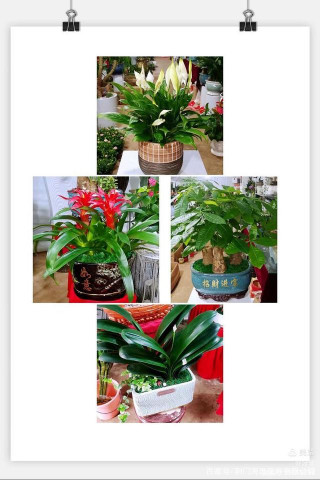 一家有溫度的大型綠植店—我們致力於構建綠色地球，淨化空氣環境