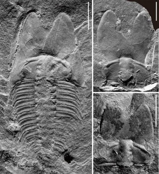 中科院古生物學家在山東濰坊發現5億年前“兔耳朵蟲”