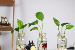 水培植物的玻璃瓶裏到底能不能養魚？_混養
