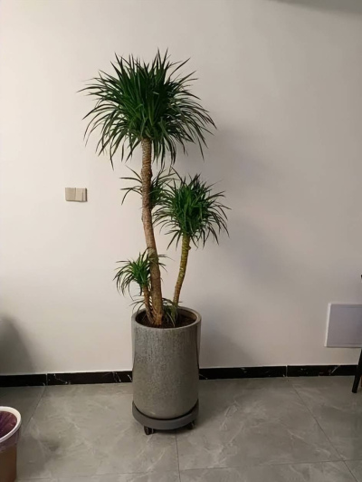 夏天養龍血樹，牢記2個關鍵要點，學會了葉片油綠有光澤