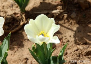 這5種植物開花雖美，卻不能盆栽在室內，對身體有害