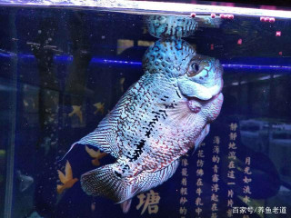 穾然開燈以後，觀賞魚會有很多變化，我們不必驚慌失措