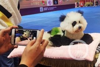 世界名貓賽、狗狗運動會……寵博會開幕背後 寵物經濟日漸“火熱”