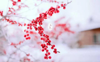 立冬過後，如何養生喝茶