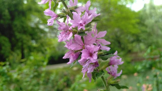 迷你的紫色，繞著枝條盤旋而上，隨風舞動，巧笑嫣然