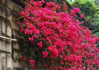 家裏有個小院子，定要養棵“紅娘子”，大半年開出一面花牆