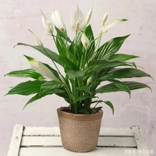 室內盆栽植物澆水指南，養花新手為啥喜歡問多少天澆水一次？