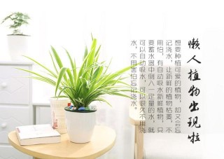 “懶人”對盆栽有4種要求，恰好這5種被稱為“懶人植物”！