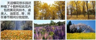 旅遊景區大全之廣州(從化)天適櫻花悠樂園