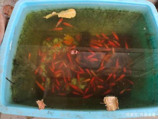 中小型魚缸開缸養水，大多沒必要使用闖缸魚