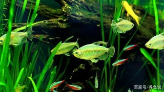 我們養魚很少關注魚缸的水流，可你知道嗎，它對觀賞魚的影響不小