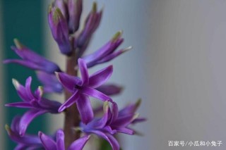 近期，愛情脫穎而出，贏得戀愛機會，三大星座你追我趕，撲向真愛