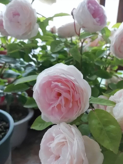 分享一款精致的小眾月季，皮實好養愛開花，是陽台盆栽佳品