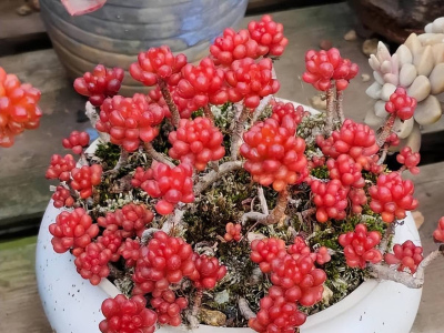 8款萌萌噠的多肉植物，新手也可以養出好狀態，一次養十盆不嫌多