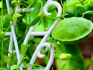 植物中的“動物世界”，有青蛙有蜘蛛，種種都讓人感歎自然之奇美