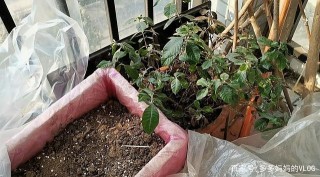盆栽植物經常長蟲怎麼辦？方法很簡單實用，再也不怕長蟲了