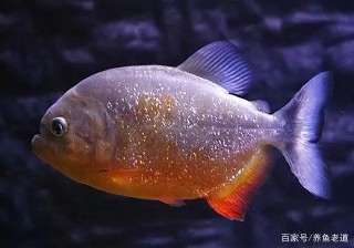 觀賞魚的炸鱗病，多發在水質、投喂和水溫上，寄生蟲的概率不大