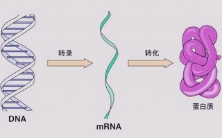 30多位科學家聯合發文，表示章魚是外星生物，或不是地球原住居民