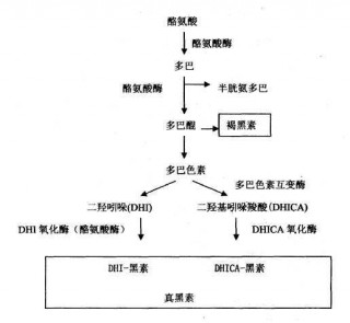 美白談「黑」色變，黑色素我來給你正名！
