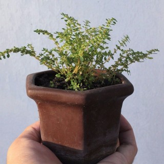 鄉間路上常見的小草，沒想到是冷水花，適合養遮陰濕潤處