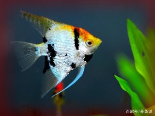 老頭魚是什麼？它不是一種健康觀賞魚，而是一種無法成長的病態