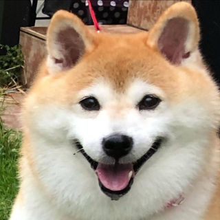 3k以下的預算，求您別養柴犬了！