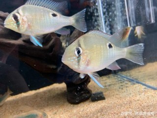 買了魚別著急喂，喂食有講究，魚才好。盤點觀賞魚喂食的注意事項