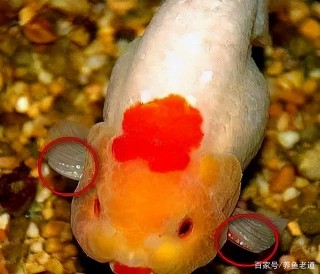 達不到觀賞魚的所需條件，根本無法分辨觀賞魚的雌雄