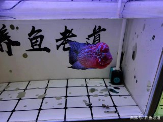 如何判斷觀賞魚的疾病是有蟲、還是有菌？需要多方面觀察加分析