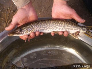 養一條能和你慢慢變老的寵物觀賞魚有多好，你陪它長大它陪你到老