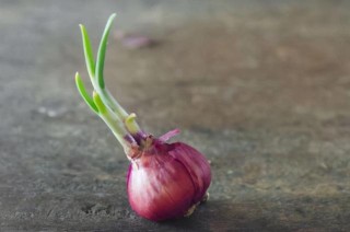發芽的洋蔥、土豆、紅薯到底能不能吃？看完後趕緊告訴家裏人